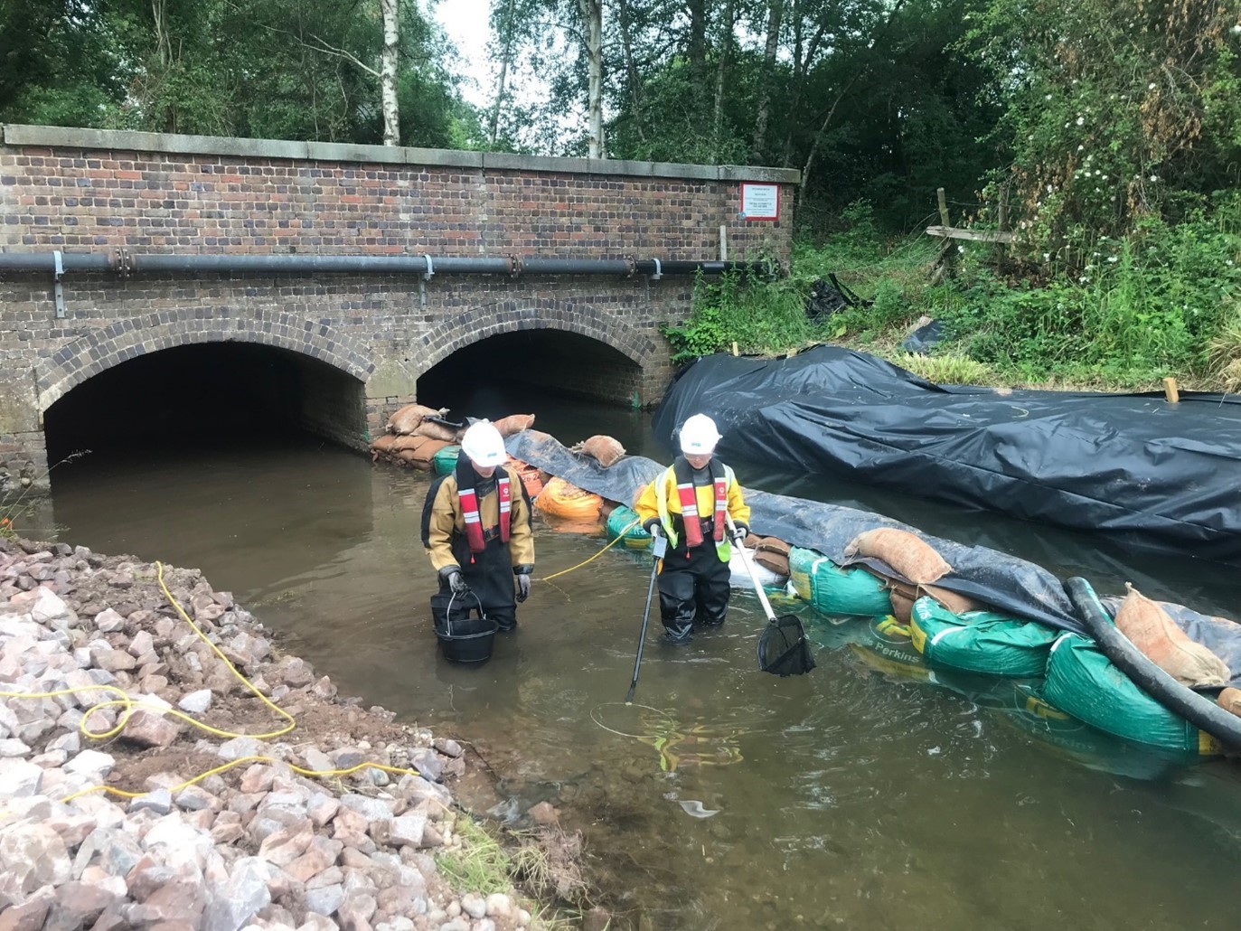 Emergency Fish Rescue and relocation at Bourne Brook - Story Contracting